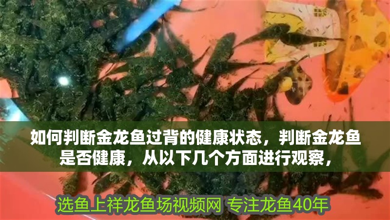 如何判斷金龍魚過背的健康狀態(tài)，判斷金龍魚是否健康，從以下幾個(gè)方面進(jìn)行觀察，