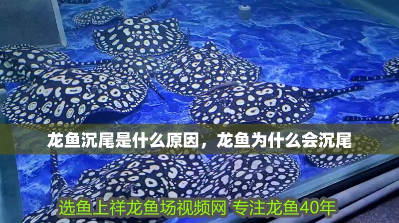 龍魚沉尾是什么原因，龍魚為什么會沉尾