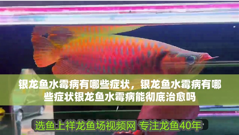 銀龍魚水霉病有哪些癥狀，銀龍魚水霉病有哪些癥狀銀龍魚水霉病能徹底治愈嗎