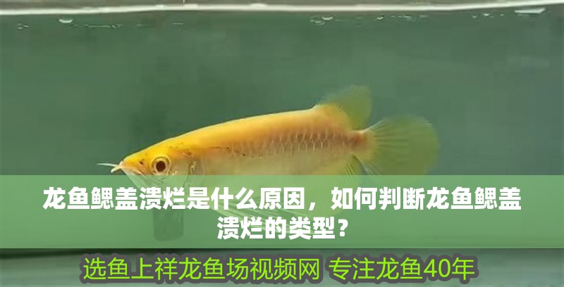 龍魚鰓蓋潰爛是什么原因，如何判斷龍魚鰓蓋潰爛的類型？