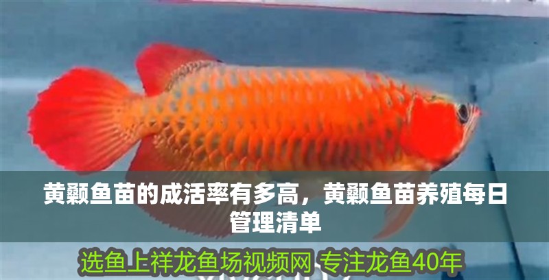 黃顙魚苗的成活率有多高，黃顙魚苗養殖每日管理清單