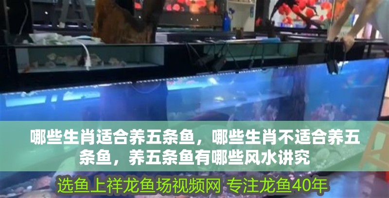 哪些生肖適合養五條魚，哪些生肖不適合養五條魚，養五條魚有哪些風水講究