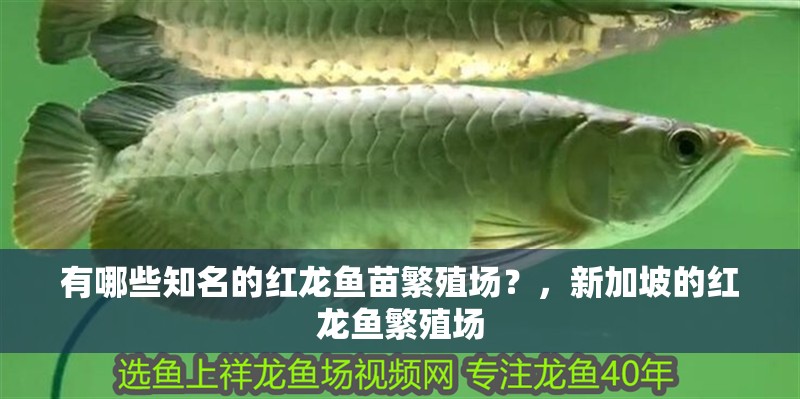 有哪些知名的紅龍魚苗繁殖場？，新加坡的紅龍魚繁殖場