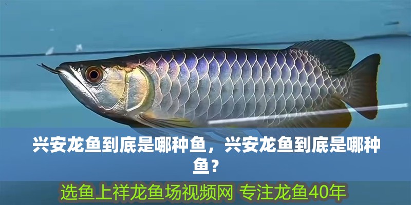 興安龍魚到底是哪種魚，興安龍魚到底是哪種魚？