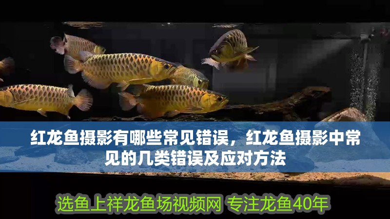 紅龍魚攝影有哪些常見錯誤，紅龍魚攝影中常見的幾類錯誤及應對方法