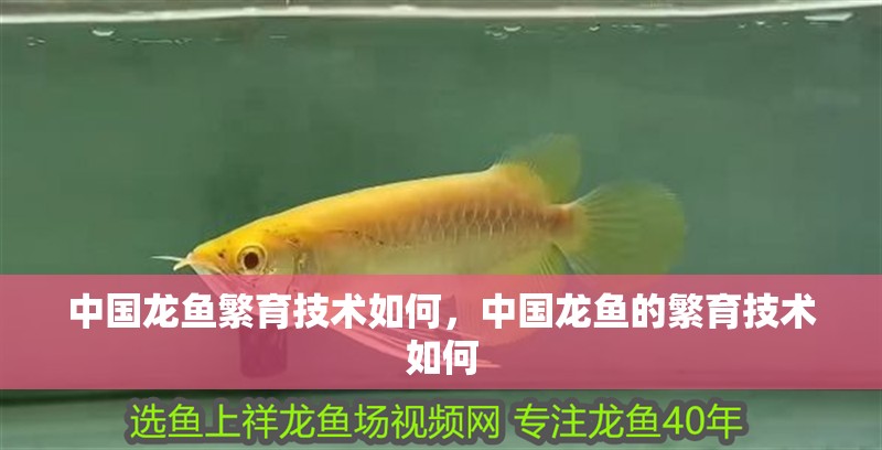 中國龍魚繁育技術(shù)如何，中國龍魚的繁育技術(shù)如何