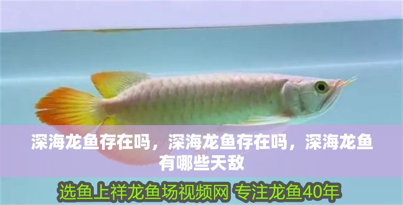 深海龍魚存在嗎，深海龍魚存在嗎，深海龍魚有哪些天敵