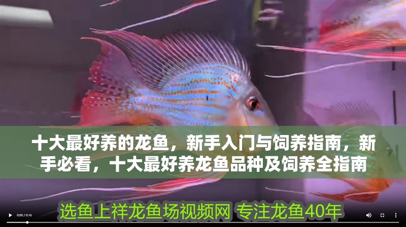 十大最好養的龍魚，新手入門與飼養指南，新手必看，十大最好養龍魚品種及飼養全指南 十大最好養的龍魚，新手入門與飼養指南，新手必看，十大最好養龍魚品種及飼養全指南 龍魚百科 第1張