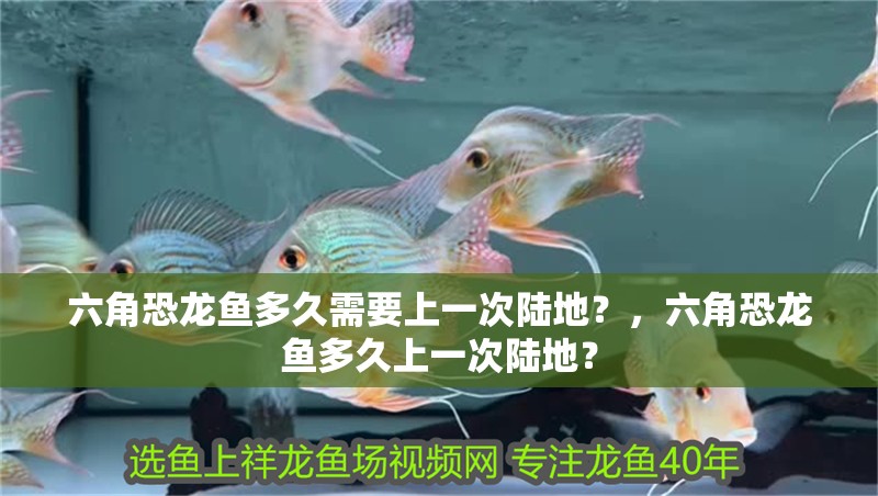 六角恐龍魚多久需要上一次陸地？，六角恐龍魚多久上一次陸地？