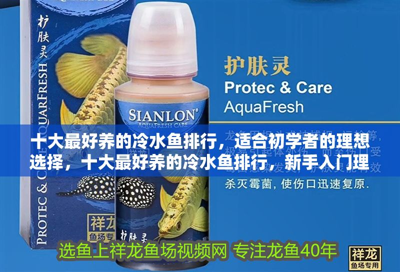 十大最好養的冷水魚排行，適合初學者的理想選擇，十大最好養的冷水魚排行，新手入門理想指南
