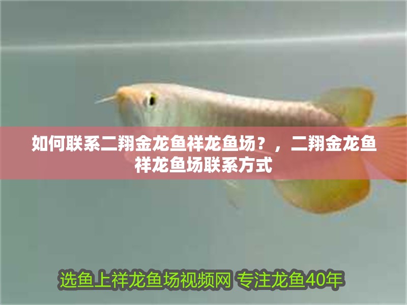 如何聯系二翔金龍魚祥龍魚場？，二翔金龍魚祥龍魚場聯系方式