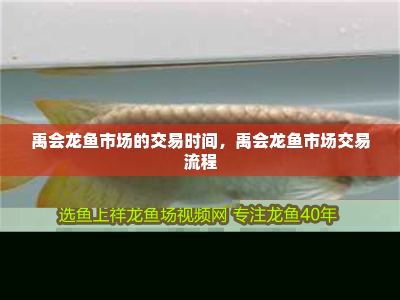 禹會龍魚市場的交易時間，禹會龍魚市場交易流程