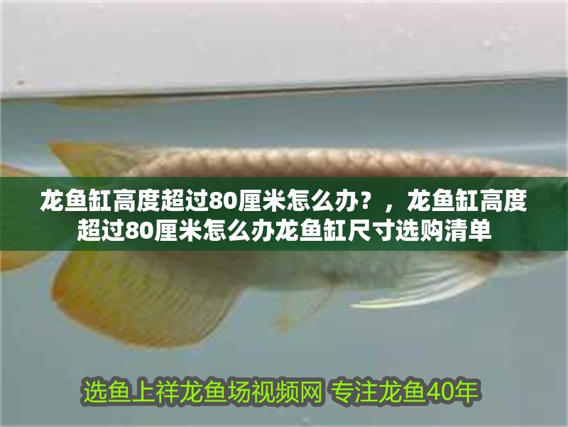 鸚鵡魚和銀龍魚混養怎樣喂食 龍魚缸高度超過80厘米怎么辦?,龍魚缸高度超過80厘米怎么辦龍魚缸尺寸選購清單 龍魚百科 龍魚缸高度超過80厘米怎么辦?,龍魚缸高度超過80厘米怎么辦龍魚缸尺寸選購清單 龍魚缸高度超過80厘米怎么辦?,龍魚缸高度超過80厘米怎么辦龍魚缸尺寸選購清單 龍魚百科