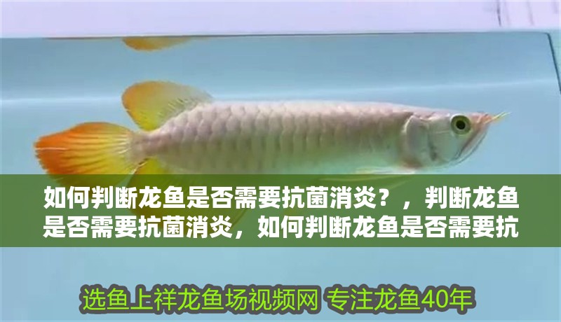 我的虎魚真菌感染了要怎么處理 如何判斷龍魚是否需要抗菌消炎?,判斷龍魚是否需要抗菌消炎,如何判斷龍魚是否需要抗菌消炎 龍魚百科 如何判斷龍魚是否需要抗菌消炎?,判斷龍魚是否需要抗菌消炎,如何判斷龍魚是否需要抗菌消炎 如何判斷龍魚是否需要抗菌消炎?,判斷龍魚是否需要抗菌消炎,如何判斷龍魚是否需要抗菌消炎 龍魚百科