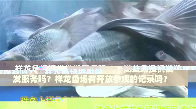 祥龍魚場提供批發服務嗎？，祥龍魚場提供批發服務嗎？祥龍魚場有開放參觀的記錄嗎？ 祥龍魚場提供批發服務嗎？，祥龍魚場提供批發服務嗎？祥龍魚場有開放參觀的記錄嗎？ 龍魚百科