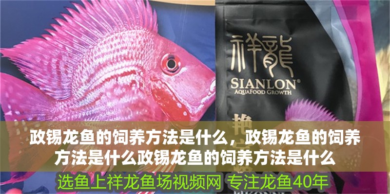 鸚鵡魚和銀龍魚混養怎樣喂食 政錫龍魚的飼養方法是什么,政錫龍魚的飼養方法是什么政錫龍魚的飼養方法是什么 龍魚百科 政錫龍魚的飼養方法是什么,政錫龍魚的飼養方法是什么政錫龍魚的飼養方法是什么 政錫龍魚的飼養方法是什么,政錫龍魚的飼養方法是什么政錫龍魚的飼養方法是什么 龍魚百科