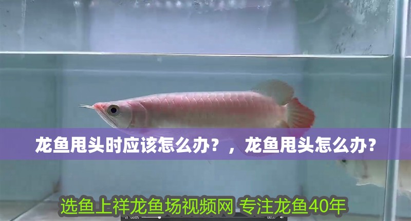 龍魚甩頭時應該怎么辦？，龍魚甩頭怎么辦？ 龍魚甩頭時應該怎么辦？，龍魚甩頭怎么辦？ 龍魚百科