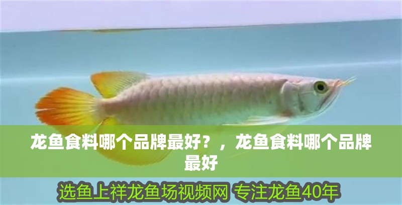 龍魚食料哪個品牌最好？，龍魚食料哪個品牌最好