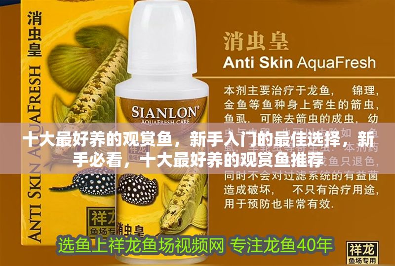 十大最好養(yǎng)的觀賞魚，新手入門的最佳選擇，新手必看，十大最好養(yǎng)的觀賞魚推薦