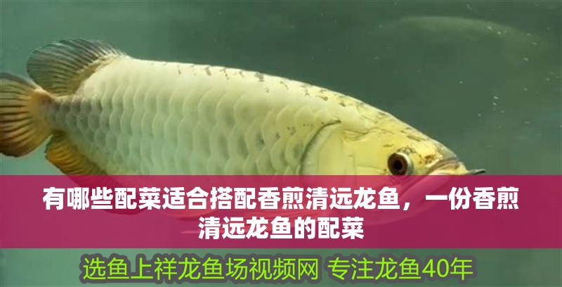有哪些配菜適合搭配香煎清遠(yuǎn)龍魚，一份香煎清遠(yuǎn)龍魚的配菜
