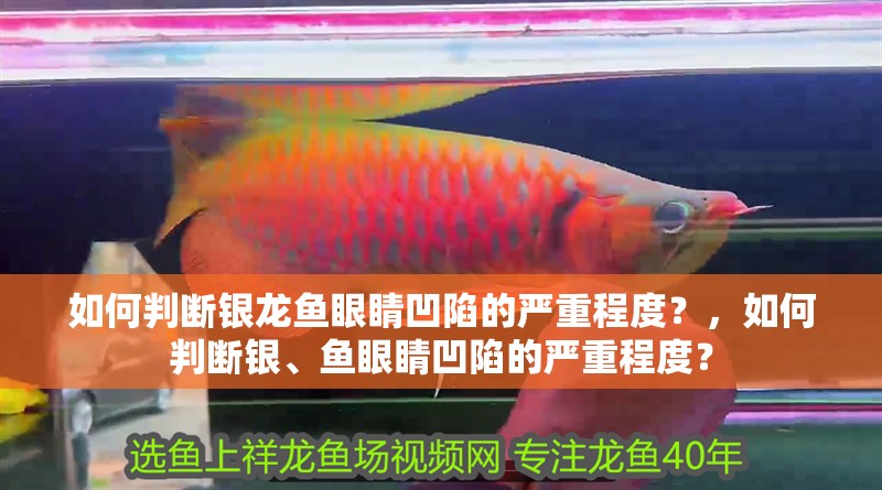如何判斷銀龍魚眼睛凹陷的嚴重程度？，如何判斷銀、魚眼睛凹陷的嚴重程度？ 如何判斷銀龍魚眼睛凹陷的嚴重程度？，如何判斷銀、魚眼睛凹陷的嚴重程度？ 龍魚百科