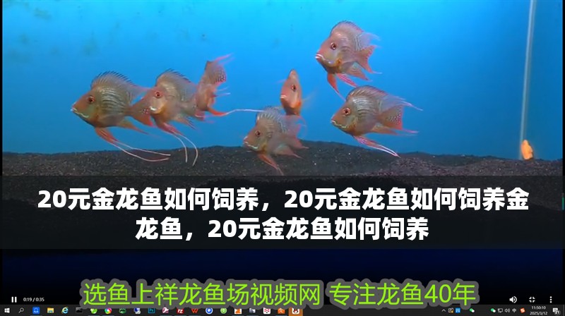 魚缸用增氧泵價格是多少:魚缸增氧機-xtrac增氧機-xtrac增氧機 20元金龍魚如何飼養,20元金龍魚如何飼養金龍魚,20元金龍魚如何飼養 龍魚百科 20元金龍魚如何飼養,20元金龍魚如何飼養金龍魚,20元金龍魚如何飼養 20元金龍魚如何飼養,20元金龍魚如何飼養金龍魚,20元金龍魚如何飼養 龍魚百科