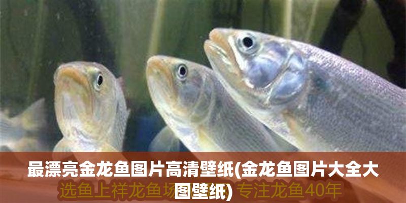 最漂亮金龍魚圖片高清壁紙(金龍魚圖片大全大圖壁紙)