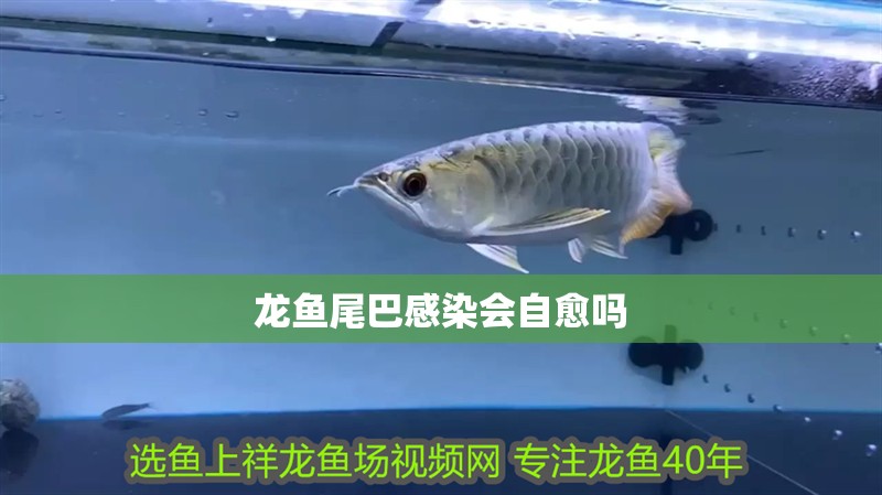 龍魚尾巴感染會自愈嗎