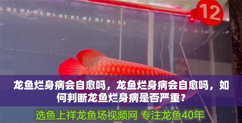 龍魚爛身病會自愈嗎，龍魚爛身病會自愈嗎，如何判斷龍魚爛身病是否嚴重？