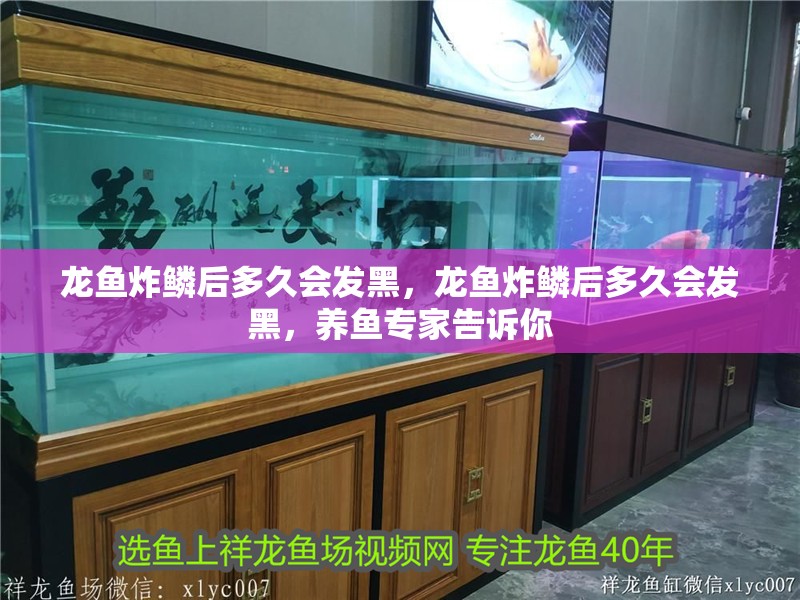 龍魚炸鱗后多久會發黑，龍魚炸鱗后多久會發黑，養魚專家告訴你