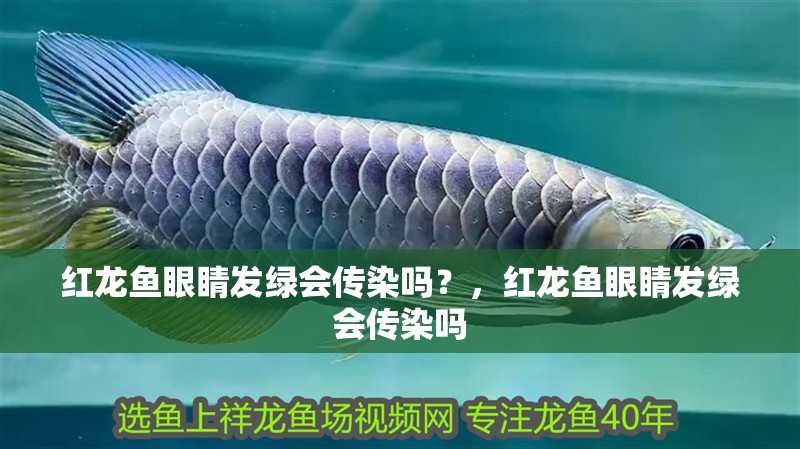 紅龍魚眼睛發綠會傳染嗎？，紅龍魚眼睛發綠會傳染嗎