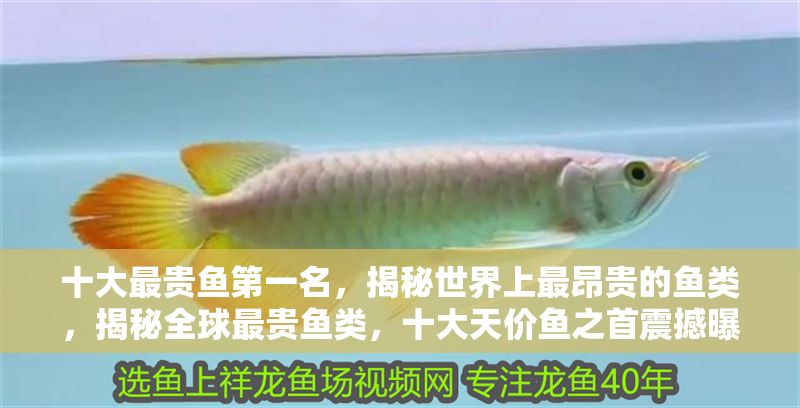 十大最貴魚第一名，揭秘世界上最昂貴的魚類，揭秘全球最貴魚類，十大天價魚之首震撼曝光！