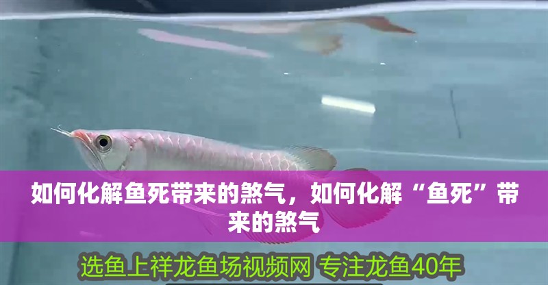 如何化解魚死帶來的煞氣，如何化解“魚死”帶來的煞氣