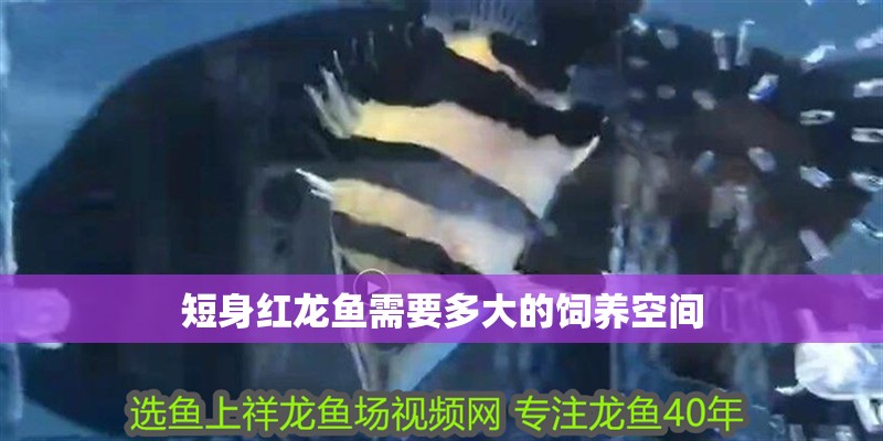魚缸過濾器選購指南:自制魚缸過濾器魚缸上置過濾器對于養魚愛好者的必備知識 短身紅龍魚需要多大的飼養空間 龍魚百科 短身紅龍魚需要多大的飼養空間 短身紅龍魚需要多大的飼養空間 龍魚百科