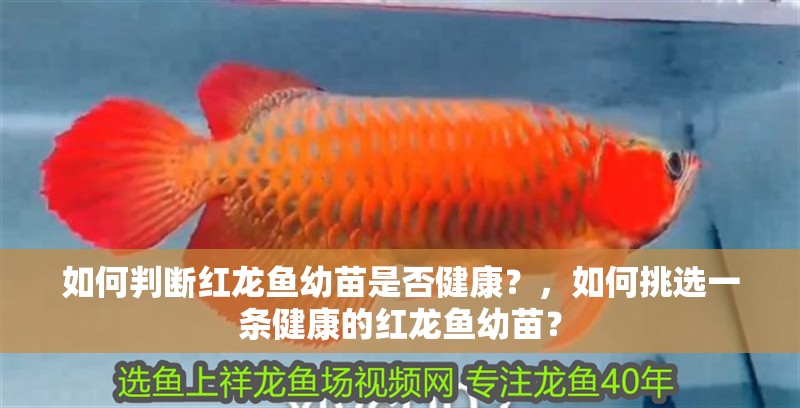 如何判斷紅龍魚幼苗是否健康？，如何挑選一條健康的紅龍魚幼苗？ 如何判斷紅龍魚幼苗是否健康？，如何挑選一條健康的紅龍魚幼苗？ 龍魚百科