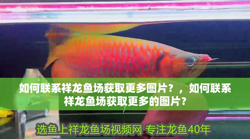 銀龍魚圖片大全素描畫法(銀龍魚的簡筆畫) 如何聯系祥龍魚場獲取更多圖片?,如何聯系祥龍魚場獲取更多的圖片? 龍魚百科 如何聯系祥龍魚場獲取更多圖片?,如何聯系祥龍魚場獲取更多的圖片? 如何聯系祥龍魚場獲取更多圖片?,如何聯系祥龍魚場獲取更多的圖片? 龍魚百科