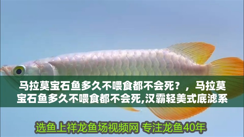 馬拉莫寶石魚多久不喂食都不會死？，馬拉莫寶石魚多久不喂食都不會死,漢霸輕美式底濾系列有哪些特點