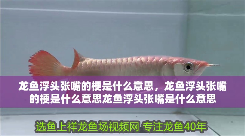 龍魚浮頭張嘴的梗是什么意思，龍魚浮頭張嘴的梗是什么意思龍魚浮頭張嘴是什么意思 龍魚浮頭張嘴的梗是什么意思，龍魚浮頭張嘴的梗是什么意思龍魚浮頭張嘴是什么意思 龍魚百科