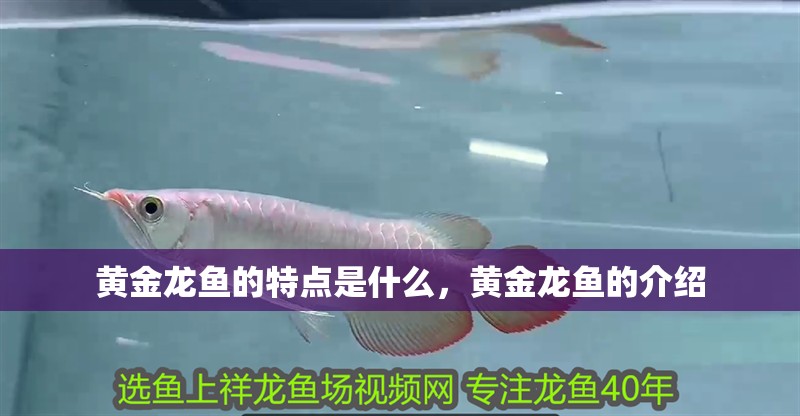 黃金龍魚的特點是什么，黃金龍魚的介紹