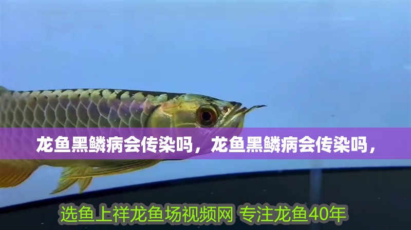 龍魚黑鱗病會傳染嗎，龍魚黑鱗病會傳染嗎， 龍魚黑鱗病會傳染嗎，龍魚黑鱗病會傳染嗎， 龍魚百科