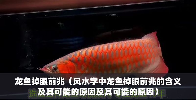 龍魚掉眼前兆（風(fēng)水學(xué)中龍魚掉眼前兆的含義及其可能的原因及其可能的原因）