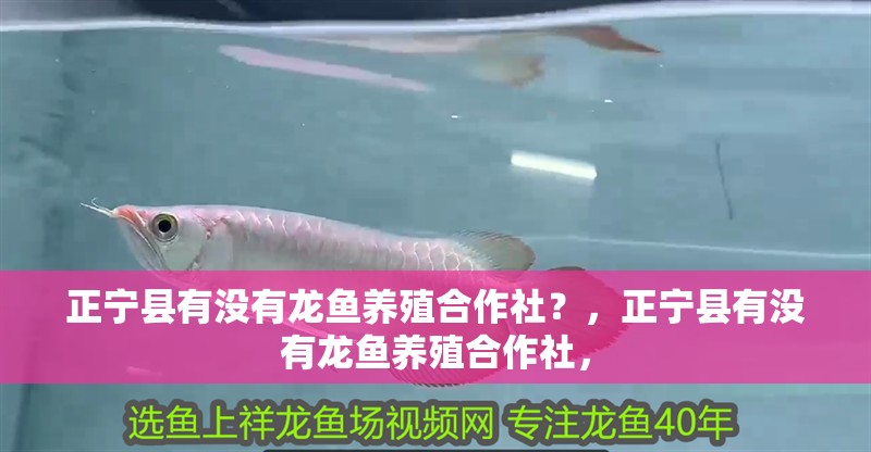正寧縣有沒有龍魚養殖合作社？，正寧縣有沒有龍魚養殖合作社， 正寧縣有沒有龍魚養殖合作社？，正寧縣有沒有龍魚養殖合作社， 龍魚百科