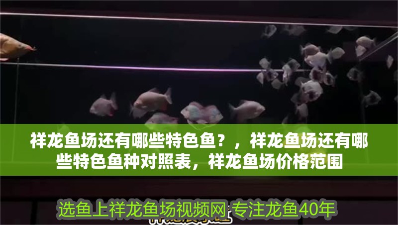 我的虎魚真菌感染了要怎么處理 祥龍魚場還有哪些特色魚?,祥龍魚場還有哪些特色魚種對照表,祥龍魚場價格范圍 龍魚百科 祥龍魚場還有哪些特色魚?,祥龍魚場還有哪些特色魚種對照表,祥龍魚場價格范圍 祥龍魚場還有哪些特色魚?,祥龍魚場還有哪些特色魚種對照表,祥龍魚場價格范圍 龍魚百科