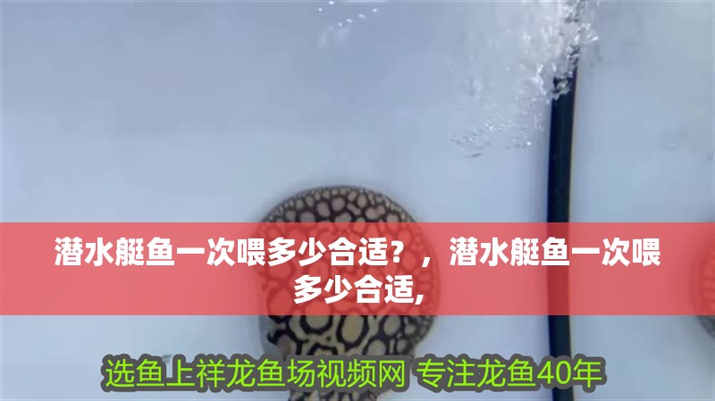 潛水艇魚一次喂多少合適？，潛水艇魚一次喂多少合適,