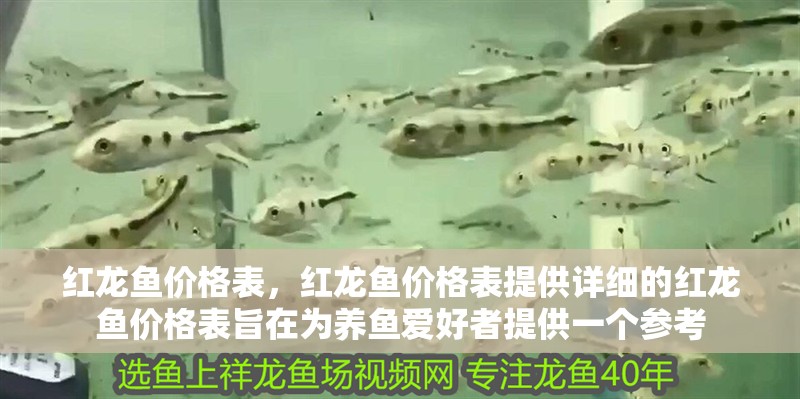 紅龍魚價格表，紅龍魚價格表提供詳細的紅龍魚價格表旨在為養魚愛好者提供一個參考