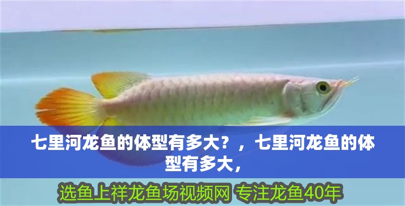七里河龍魚的體型有多大？，七里河龍魚的體型有多大，