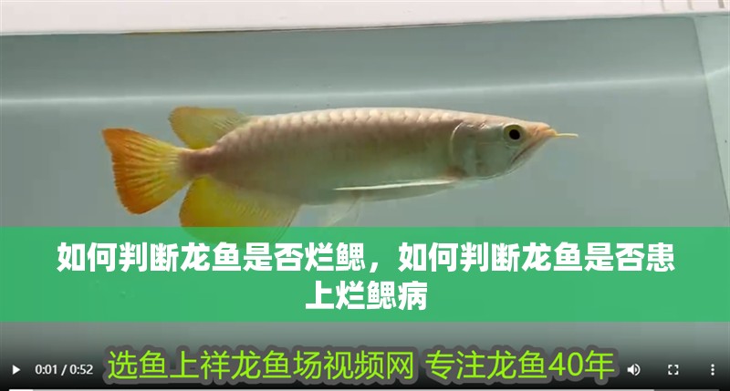 如何判斷龍魚是否爛鰓，如何判斷龍魚是否患上爛鰓病