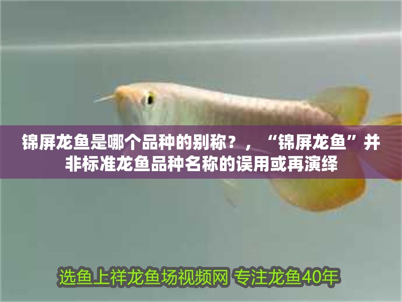 錦屏龍魚是哪個品種的別稱？，“錦屏龍魚”并非標準龍魚品種名稱的誤用或再演繹