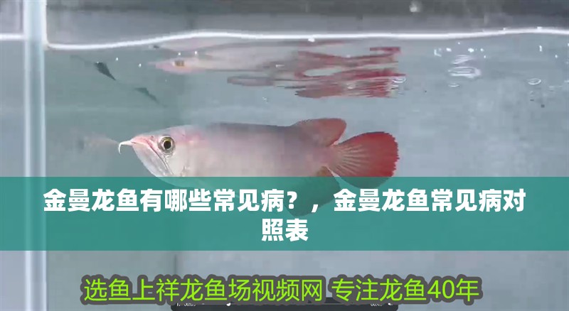 金曼龍魚有哪些常見病？，金曼龍魚常見病對照表 金曼龍魚有哪些常見病？，金曼龍魚常見病對照表 龍魚百科