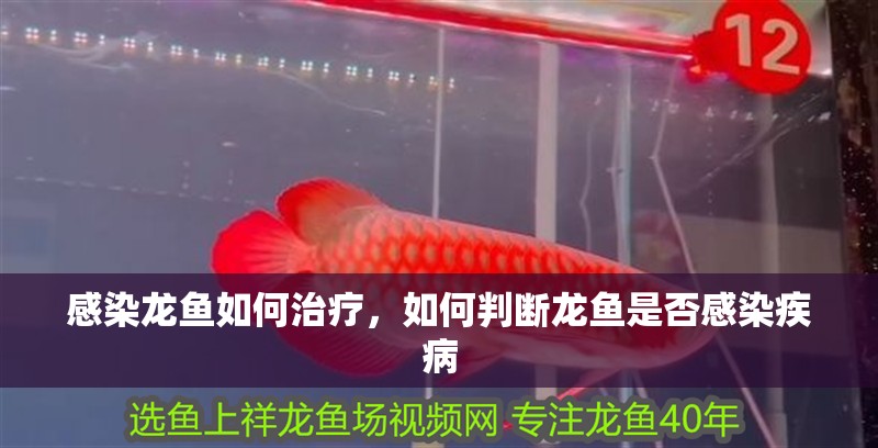 感染龍魚如何治療，如何判斷龍魚是否感染疾病 感染龍魚如何治療，如何判斷龍魚是否感染疾病 龍魚百科